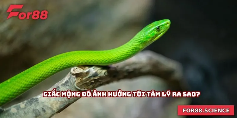 Mơ Thấy Rắn Cắn - Hé Lộ Bí Mật Về Những Con Số May Mắn Giấc mộng đó ảnh hưởng tới tâm lý ra sao?