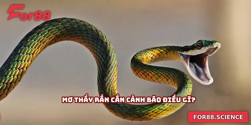 Mơ Thấy Rắn Cắn - Hé Lộ Bí Mật Về Những Con Số May Mắn Mơ thấy rắn cắn cảnh báo điều gì?