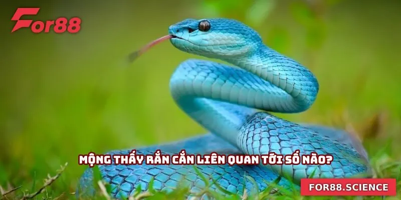Mơ Thấy Rắn Cắn - Hé Lộ Bí Mật Về Những Con Số May Mắn Mộng thấy rắn cắn liên quan tới số nào?